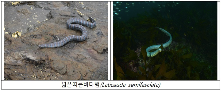 2월 이달의 해양생물