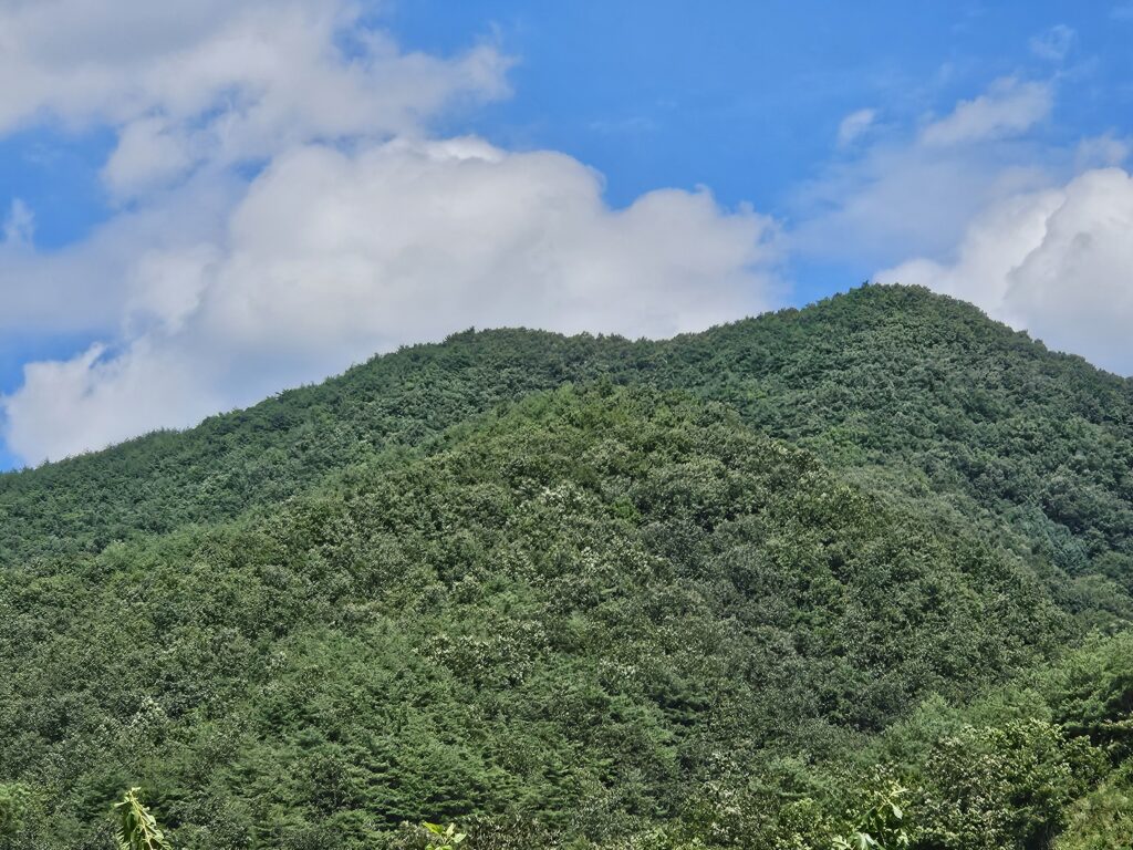 사유림